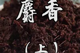 而麝香是麝的雄兽腹部下方生长的香腺和香囊中分泌和贮存的一种外激素或信息化合物#中药 #香料 视频封面