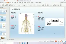 脊神经分类视频封面