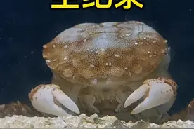 蟹坚强第二次脱壳，这次终于被我纪录到#frank的私人水族馆#蟹坚强#科普 #蟹坚强故事后续视频封面