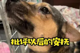养狗和养孩子差不多，犯错得批评，然后得适当安抚。那样既可以改正错误，也让狗狗感受到爱！#狗狗犯错 #狗狗犯错误 #狗狗委屈的小眼神视频封面