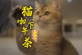 这个猫咖下午茶太适合带孩子来玩了#猫 #嗨go西安 #长安复苏计划视频封面