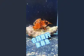 #小七歌 会跳舞的象鼻鱼，这哥们颜色挺好看。#象鼻鱼