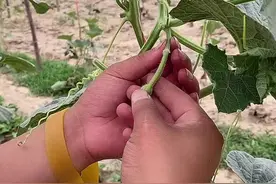 #葫芦种植 绾结视频封面