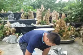 自己在家就可以制作简单的山水盆景视频封面