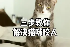 你们要的解决咬人教程来了！ #猫咪  #科学养宠攻略  #猫咬人视频封面