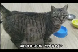 🤔今日分享内容，猫咪怀孕的时候也会孕吐吗？快来围观吧！视频封面