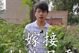 月季花嫁接以后，接芽多久会萌发？其实这并不是关键