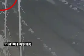 惊呆了！养了七八年的老鹅“离奇失踪”，原来是#狗狗一晚跑三趟叼回三只大鹅 视频封面