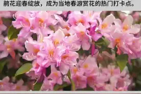 春季赏花热门打卡地#杜鹃 #抖音小助手视频封面