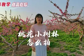 桃树林里怎么拍桃花才好看呢？基础运镜和简单构图学会了视频封面