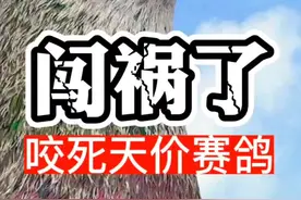 养鸽人几年的心血毁于一旦#养鸽人 #信鸽赛鸽 #鸽子 #赛鸽 #信鸽 视频封面