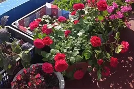 最近大家都说，我在船上不好买菜，为什么不能在船上种点菜呢，我想了想，大伙说的也有道理，于是我就在网上买了五个种菜箱，我激动的上街，买了好多菜苗，结果，由于戴口罩原因，有一部分菜箱子配件发不过来了，我只收到了菜箱子的 轮子 支撑架 还有底盘，本以为我的菜箱子都到了，可万万没想到，我一拆开快递我瞬间懵圈了！没有菜箱子种菜，菜苗咋办？眼看菜苗买回来都快蔫了，放在船上不种也不行啊，我心里那个急呀！我一想，只有一个办法了，我又骑上我的小毛驴上街去买了七个鸡蛋筐😂毛驴太小了，差点没背回来！😂这一折腾，忙了一天带半夜，连夜把菜苗种上了，本来这两天磨船打漆就够累的了，这下可把我折腾好了！可把我累傻了！😂关键菜苗和鸡蛋花，都花了一百多了，还不知道能不能接个三瓜两枣呢😂看我种点菜容易嘛，哈哈！视频封面