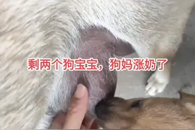 #狗狗 #中华田园犬 狗妈妈涨奶了……视频封面