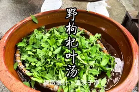 野枸杞的春天，枸杞叶怎么做好吃？#抖音春光正当时视频封面