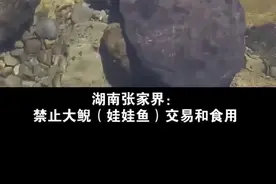 湖南重槌举措：禁止大鲵（娃娃鱼）交易和食用视频封面