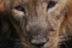 每天和猛兽对视一分钟，可以有效改善猥琐的习惯，猛兽的眼睛让你雄心越来越强烈！#动物 #动物世界 #狮子 视频封面