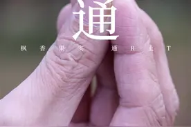 枫香树认识吗？它的果絮可也是有很大用处的哦！#dou出新知 #植物果实