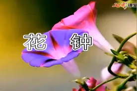 三年级语文下册第四单元课文13《花钟》同步视频朗读#小学语文视频封面
