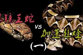 眼镜王蛇vs加蓬咝蝰视频封面