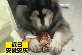 女生收养流浪的阿拉斯加犬5年，从皮包骨到胖嘟嘟@我的小狗叫臭臭视频封面