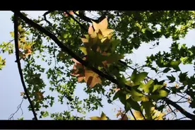 kawa乐队《干酒醉》