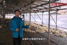 实隆旱鸭养殖，水面棚养殖模式，鱼+鸭套养，了解一下#养鸭人视频封面