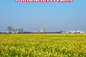 在宾阳古辣镇刘村1300亩的田野上，油菜正绽放金黄色的花朵，微风吹过，菜花轻轻摇曳激起一层又一层黄色浪花，将乡村田野点缀得如诗如画#够ging才南宁 视频封面