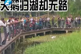郑州市民热情似火，“天鹅一家”回家有点难？ @蔡志鑫  @民生频道大参考 杨旭视频封面