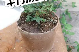 过期牛奶浇花，千万别忘记这一步#防疫生活志 #植物 #花卉 @抖音短视频视频封面