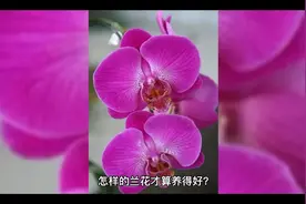 #兰花 #兰花黄叶的原因及处理方法#阿惠兰苑 团队制作视频封面
