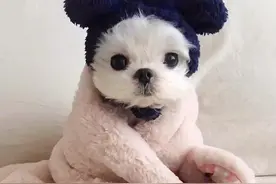 #养狗经验分享 #萌宠 #狗狗 狗狗有虫的表现。视频封面