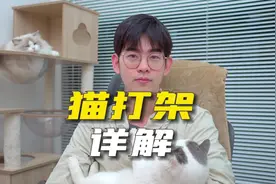 猫咪打架怎么办？怎么调解它们的关系视频封面