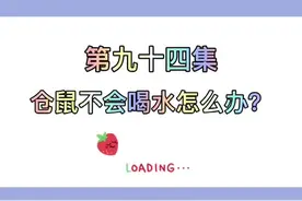 仓鼠篇第94集：仓鼠不会喝水怎么办？#仓鼠 #仓鼠日常 #金丝熊 #金丝熊日常视频封面