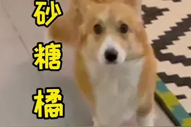 狗狗也爱吃砂糖橘？这次好像真的冤枉nini了#没有一袋沙糖桔能过夜 #柯基 #迎接虎年的仪式感视频封面