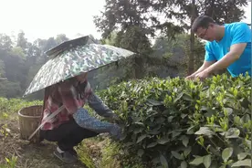 茶树开花结果不发芽？怎么办？来听嬢嬢是怎么做的吧#茶园风光视频封面