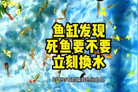鱼缸发现死鱼了要不要立刻换水，这二点很关键#孔雀鱼视频封面