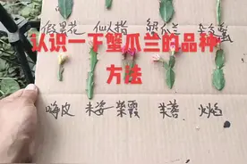 蟹爪兰的品种怎么分辨视频封面