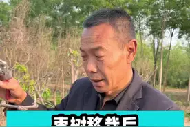 枣树移栽后为什么还不发芽？#枣树#枣树管理#枣树苗 #枣子树 #果树 #三农 #农业技术 #果树种植视频封面