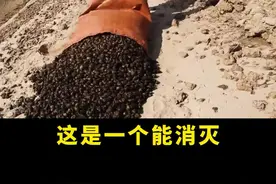 这是一个能消灭福寿螺的杀螺剂！！#福寿螺 #农业种植 #种植小技巧 视频封面