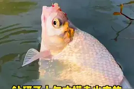 钻研了十年才摸索出来的鲜虾钓法，你学会了吗？@DOU+小助手 #钓鱼技巧 #钓鱼知识 #钓鱼方法视频封面