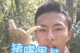 野猪的战斗力其实挺猛，不仅有锋利的獠牙，并且咬合力惊人。#涨知识 #科普 #野外 #东北 #户外 视频封面