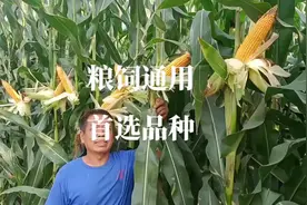 粮饲通用首选玉米品种，抗旱抗倒，生物产量特别高视频封面
