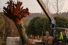 #上热门 粉丝拿来了一根香樟木木头，叫我制作一款茶台，给粉丝安排一款大气，上档次一款根雕茶台#巨量算数 #根雕茶台 视频封面