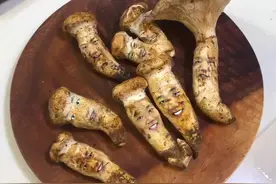 超高级蘑菇？被称为白色松茸！香气直接盖过肉味！#梭柄松苞菇 #白松茸 
