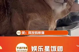 #有仇必报狸花猫 好家伙，狸花猫的战斗力这么强的吗？视频封面