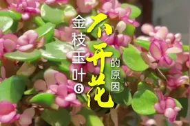 金枝玉叶有几个品种，不开花的原因你知道吗？#金枝玉叶盆景视频封面
