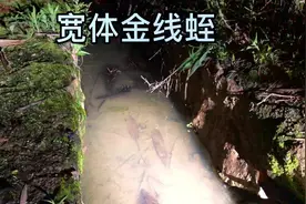 俗尘都叫蚂蝗 但是这种不吸血 而且具有较高的药用价值 #蚂蝗视频封面