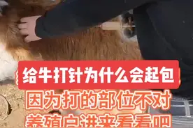 #创作灵感 给牛打针为什么会起包 #牛羊养殖 #新农人计划2022官方流量叠加扶持 视频封面