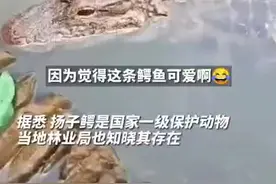 安徽宣城 #女子河边洗碗遇鳄鱼淡定拍照，称其非常可爱视频封面