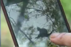 贵州湄潭首次出现国家一级濒危野生动物黑叶猴。视频封面